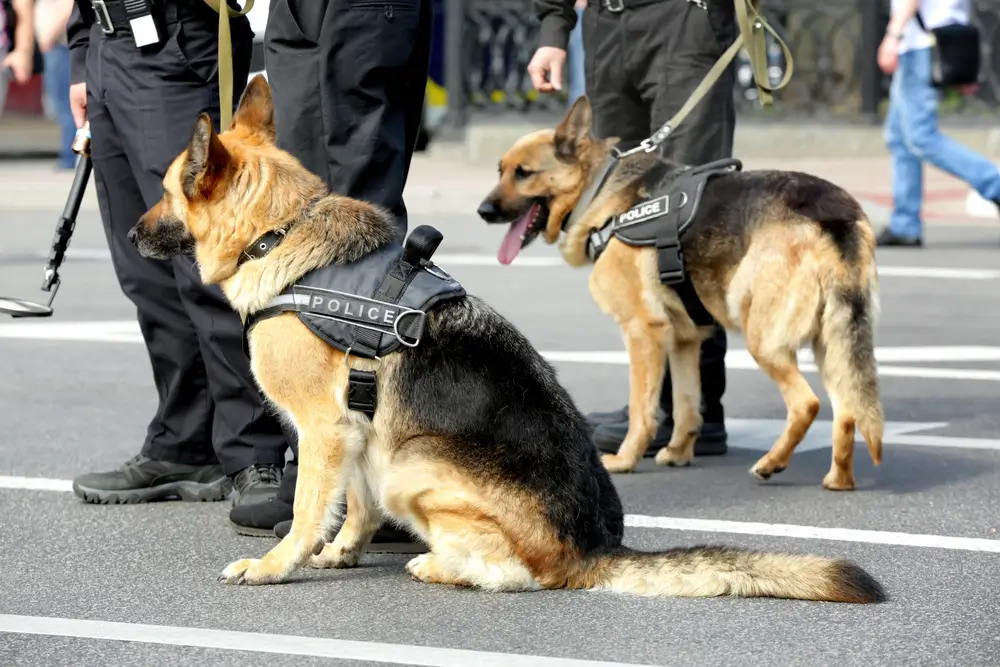 shutterstock_709883170 - Pravda24 Policie a němečtí ovčáci.