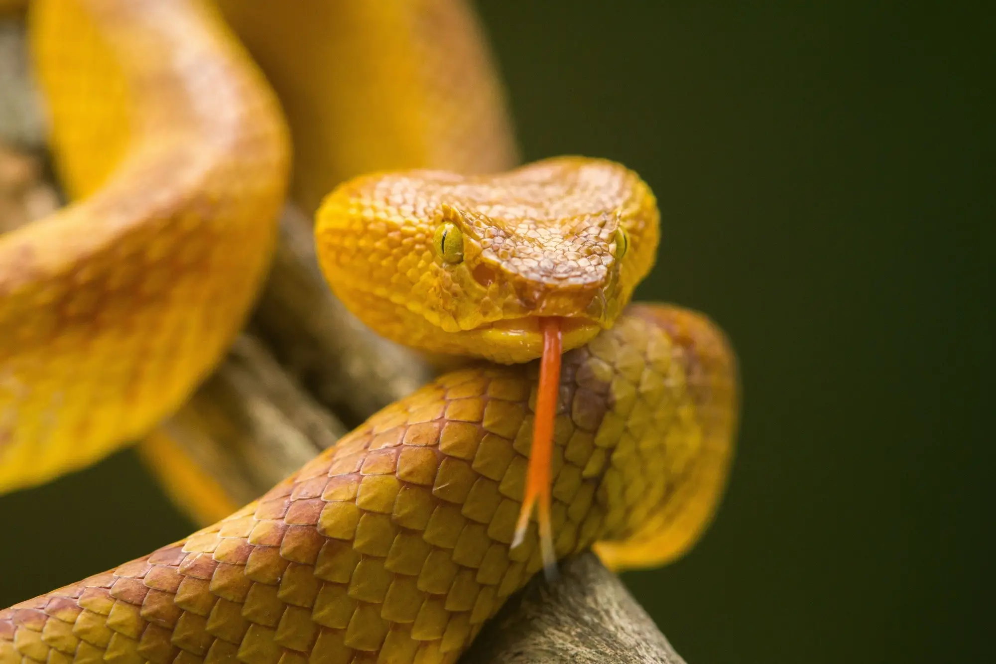 - Pravda24 Vzácný druh zmije Bothrops insularis. Zdroj: shutterstock.com