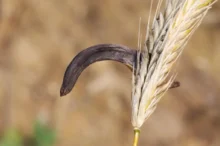 Námel na obilí