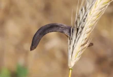 Námel na obilí