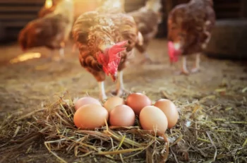 Slepice stojící nad hnízdem s vejci