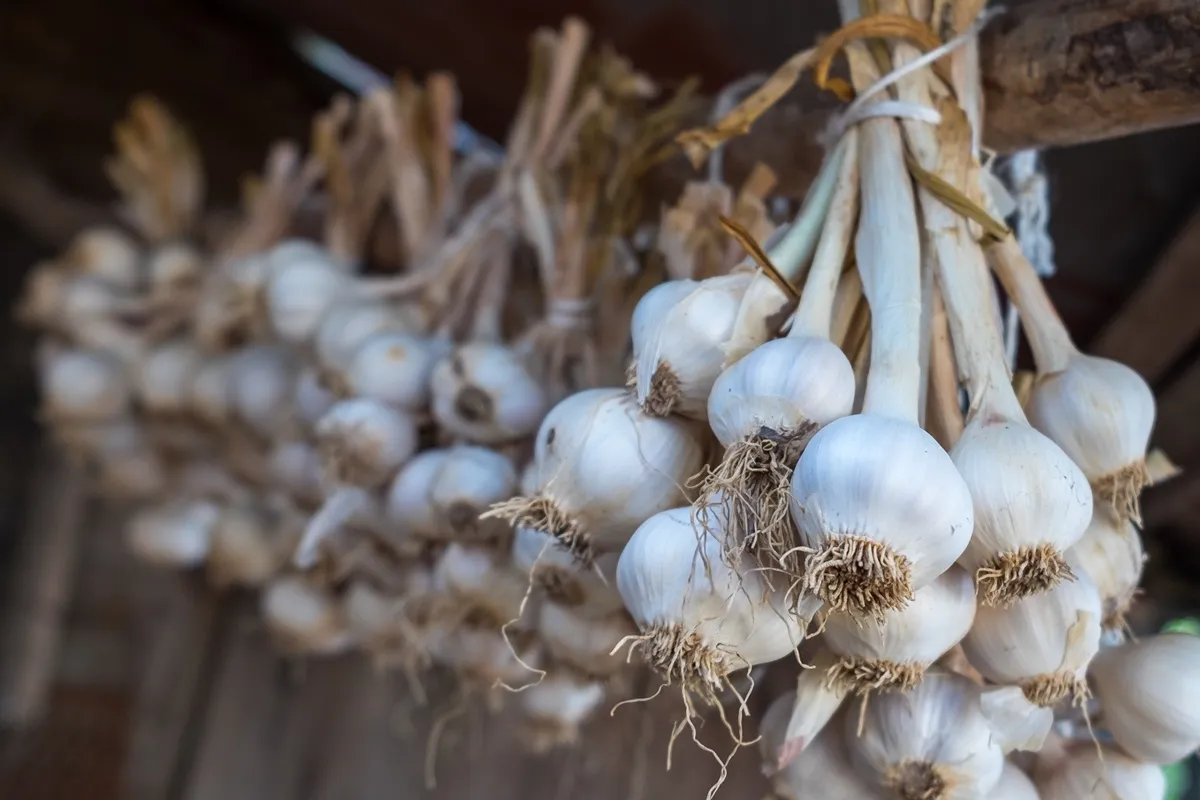 Naši předci měli víru, že česnek může chránit před negativními vlivy a upíry. Vědci nyní objevili překvapivé skutečnosti.